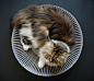 The KATRIS Nest猫窝| 全球最好的设计,尽在普象网 puxiang.com