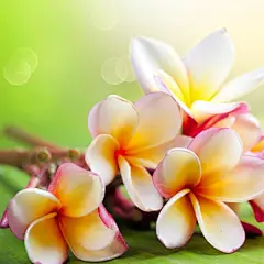 清新花朵摄影平板电脑壁纸免费下载桌面壁纸1