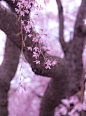 【  窗前赏雪、炉边沏茶。人生雅事，寄情花草 …  】 ​​​​