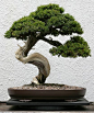 Everything You Wanted To Know About Bonsai Trees