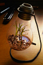 灯泡植物的DIY全过程，是不是很可爱呢？赶紧动起手来吧