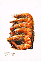 Shrimp Illustration #drawing #foodillustration