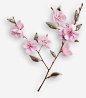 白色花瓣 绿色花枝 png素材