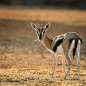 瞪羚
gazelle by Assaf Cohen on 500px