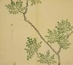 42、花椒 椒聊之实，蕃衍盈升。彼其之子，硕大无朋。椒聊且！远条且！
椒聊之实，蕃衍盈匊。彼其之子，硕大且笃。椒聊且！远条且！---《诗经．唐风．椒聊》