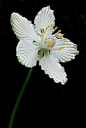 Grass-of-Parnassus by Scott Reeves