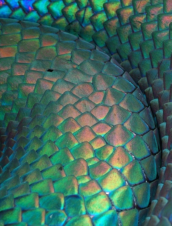 SnakeSeeker齐硕的照片 - 微...