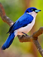 Blue Vanga of Madagascar • photo Dubi Shapiro on pbase