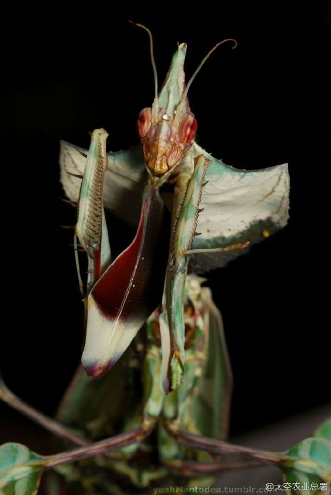 魔幻的灵感idolomantisdiabolica魔花螳螂家族的科幻大片676767