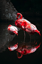 Flamingos