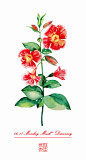 猿麝香（Monkey Musk）花语：发现