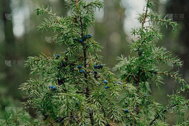 秋天的杜松子。落基山杜松和杜松浆果。Juniperus scopulorum。Semi-fleshy