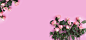 玫瑰花,粉色背景,粉色玫瑰,浪漫,海报banner,梦幻图库,png图片,网,图片素材,背景素材,3827196@北坤人素材