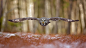 Great grey owl by Milan Zygmunt : 1x.com is the world's biggest curated photo gallery online. Each photo is selected by professional curators. Great grey owl by Milan Zygmunt