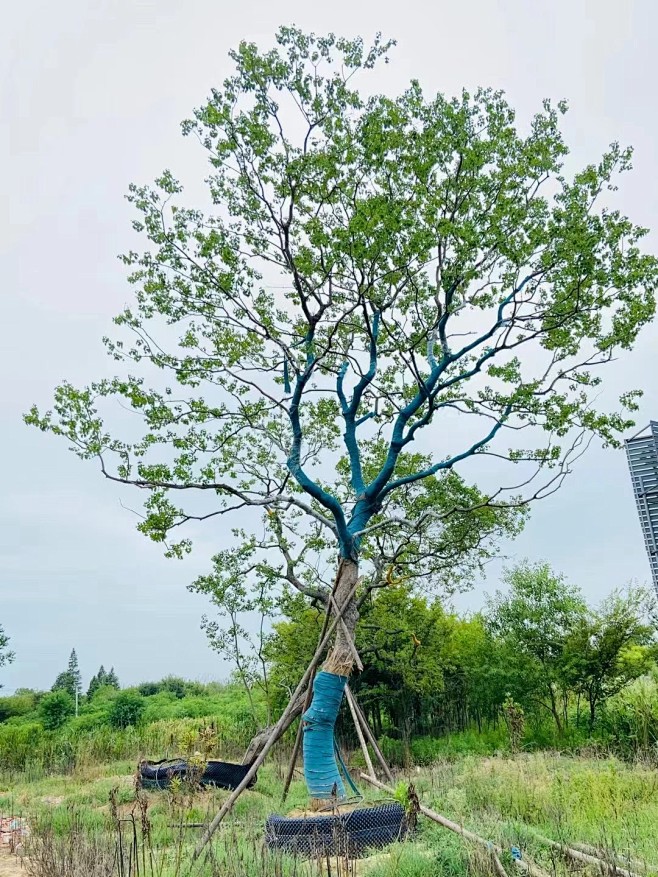 乌桕 (16)