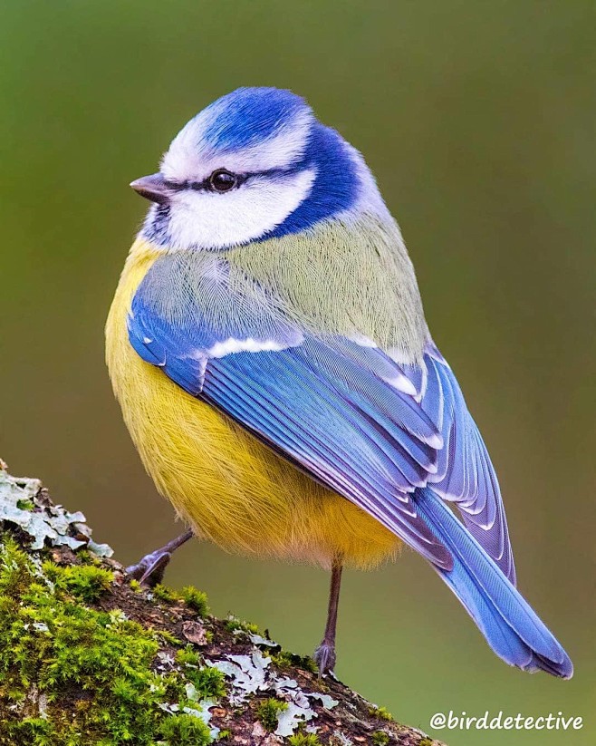 Photo shared by Bird...
