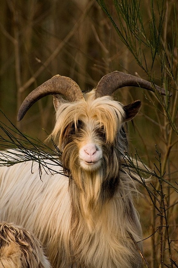 Dutch Goat | Cutest ...