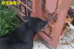 hx2926322采集到搞笑