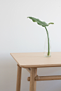 Basoa table // TREKU : Les Landes (France) forests are mainly compound of pines. When these trees are still small, their lowest branches are cut, so that when they grow and become adults they become great high pines with the top full of branches.These str