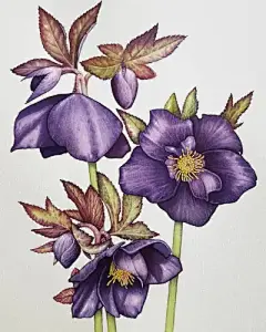 水彩--银莲花 - 高清图片，堆糖，美图壁纸兴趣社区