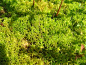 二月叁日
生日花：泥炭藓（Large Water Moss）
花语：清冽（Limpidity）
