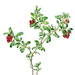 清新明亮的花卉与蔬菜 | 俄罗斯画家 Anna Suprunenko ​​​​