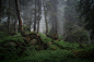 In the misty forest : Photographer professional Александров Александър (Alexander Alexandrov). In the misty forest. From country Bulgaria. City Sofia. 