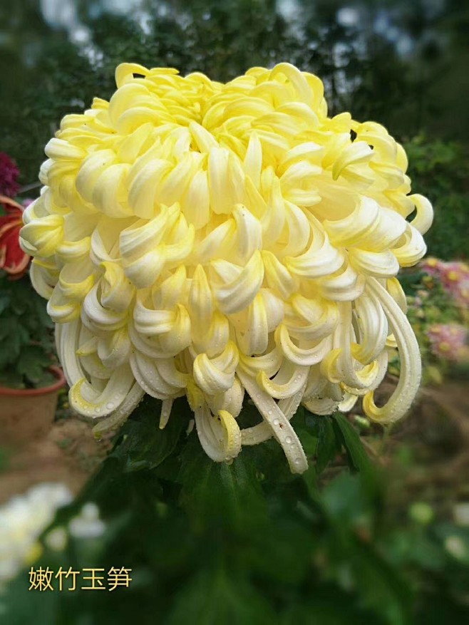 各种菊花