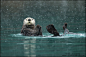 Sea Otter in heavy snow by Greg Schneider on 500px