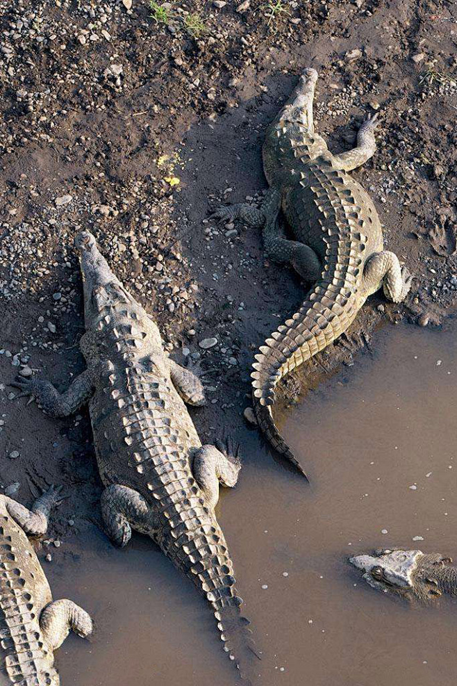 鳄目鳄科美洲鳄