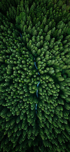 酣睡小熊z采集到森林/天空/场景/花海