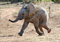 激动的跑到水坑的非洲小象