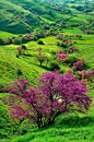 Spring, Koutsoupia, Greece