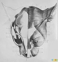 动物和人的结构图集_狂野生灵吧_百度贴吧#!/l/p1