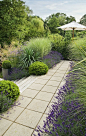 Lavender and Miscanthus