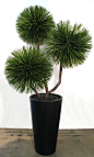 Yucca Ball Tree on Natural Dragonwood Trunks (Various Heights Available) (Container Sold Separately) (8',9',10' trees are priced with 3 Yucca Balls - 11' tree is priced with 5 Yucca Balls) - TR1033* from LDF Silk: 