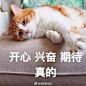 猫咪表情包_百度图片搜索