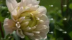 盛开 大丽花 美容 花壁纸 园林植物 蔬菜 花卉背景 庭园