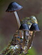 Mycena nivalis