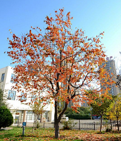 nuo诺言采集到【植物】实景图片