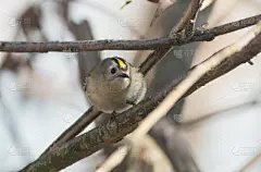 戴菊莺(狮子座轩辕十四)