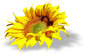AD_Sunflower_summer_el (8).png : Фото, автор svetlera на Яндекс.Фотках