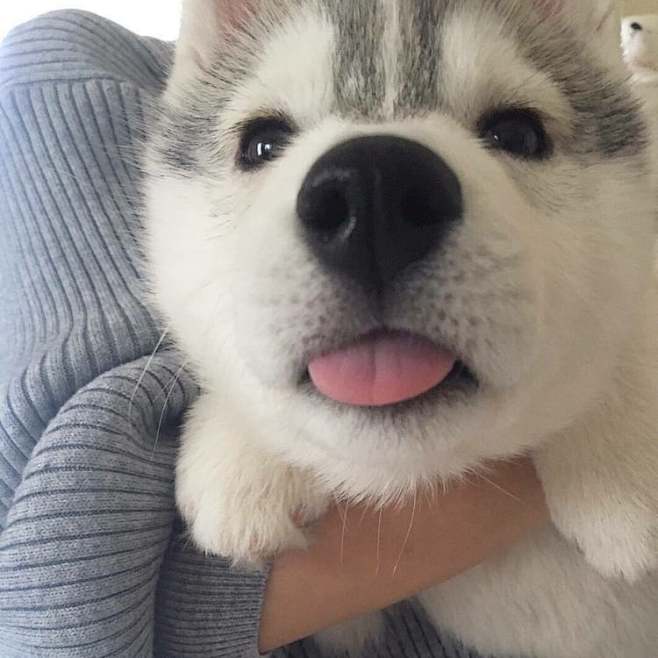 dog, cute, and anima...