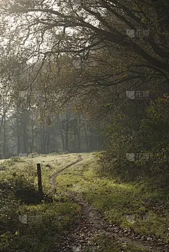 早上去森林散步