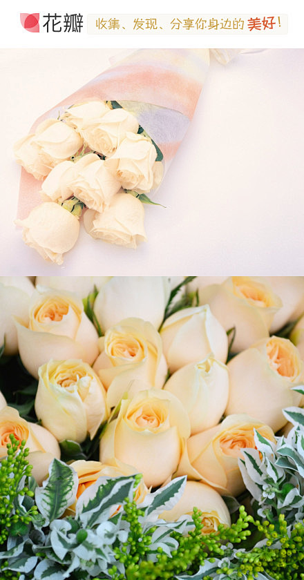 #花瓣花语录#香槟玫瑰，其实是白玫瑰的一...