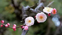 杏花怒放高清宽屏壁纸桌面壁纸1