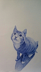 猫咪圆珠笔画手绘
