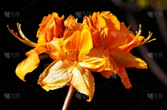 杜鹃花属,橙色,贺卡,水平画幅,夏天,户外,生日,特写,明亮,花蕾