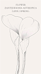 马蹄莲Zantedeschia aethiopica.马蹄莲在欧美国家是新娘捧花的常用花。花语：圣洁虔诚，永恒，优雅，高贵，尊贵，希望，高洁，纯洁、纯净的友爱，气质高雅，春风得意，纯洁无瑕的爱... @curry100