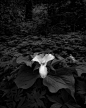 Trillium